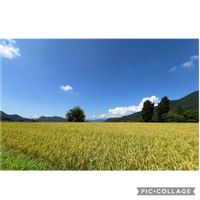 稲穂,イワタバコ,アサギマダラ,アサギマダラ,シラタマホシクサの画像