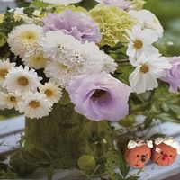 ポーチュラカ,いつもありがとう♡,❤️いいね、ありがとう,繋がりに感謝✨,全国オヤジ連合会の画像