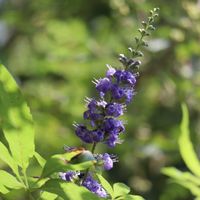 カレープラント,セイヨウニンジンボク,ハーブ,野の花山の花,木を見に行こうの画像