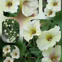 ハゼラン,サフィニア,サフィニア,オノマンネングサの画像