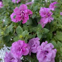 カボス,カボス,八重咲きペチュニア VIVA,ニチニチソウ 夏花火,ペチュニア ビバの画像