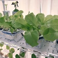 チマサンチュ,チマサンチュ,種から,野菜 水耕栽培,室内栽培の画像