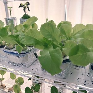 チマサンチュ,チマサンチュ,種から,野菜 水耕栽培,室内栽培の画像