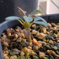 オベサ,スーパー兜,ロフォフォラ,花園兜,ユーフォルビア 鉄甲丸の画像