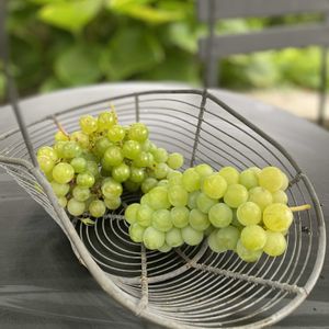 北海道,オーガニック,葡萄育て,庭,リビング・ダイニングの画像