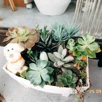 miyuki*･☪:.多肉,miyuki*･☪:.多肉,多肉植物,多肉大好き,多肉植物葉挿しの画像