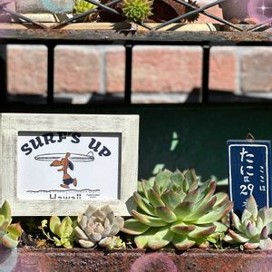 ジニア,バラ,多肉植物,サビサビ,サビサビ好きの画像