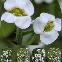 バラ,ラベンダー,ワックスフラワー,グーズベリー, ベンケイソウの画像