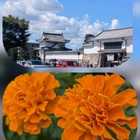 イソトマ,オキザリス,サルスベリ,チェリーセージ,ニーレンベルギアの画像