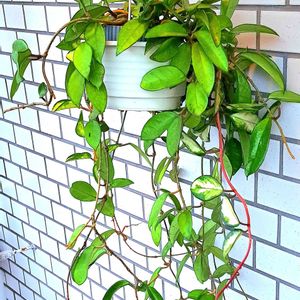 ホヤ・カルノーサ,サクララン,ホヤ(サクララン),ハンキング,ホヤの画像