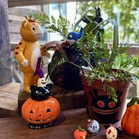 コウモリラン,シノブ,フェルニア,ひょうたん,バルタンの画像