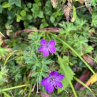 ササユリ,ハクサンフウロ,ハクサンフウロ,白山,山野草の画像