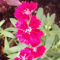 セキチク,小さい花壇,庭の画像