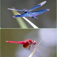 ルリタマアザミ,エキノプス,チョウトンボ,ショウジョウトンボ,花のある暮らしの画像