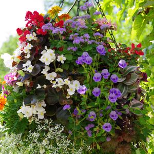 花のある暮らし,緑のある暮らし,イングリッシュガーデン,チーム長野,太陽がくれた季節aの画像