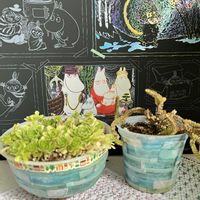 青鎖竜,青鎖竜,ロスラリア属プラティフィラ,ロスラリア属プラティフィラ,スクラッチアートの画像