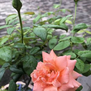 バラ,マンション,ばら バラ 薔薇,ばら 薔薇 バラの画像