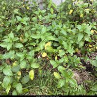 ペパーミント,野生化,いつまでも,草花を愛でる,庭の画像