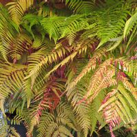 タカワラビ,キンモウコウ,ジオ・ゴールデン・ボバイン,観葉植物,新芽の画像