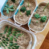 エケベリア,淡雪,新玉つづり（ビアホップ）,マッコス,十二の巻の画像