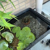 睡蓮,睡蓮,ウォータークローバー,ガガブタ,八重オモダカの画像