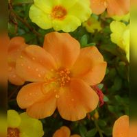 ニラ,ポーチュラカ,ポーチュラカ,マツバボタン,ハナトラノオの画像