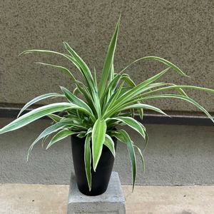 オリヅルラン,ヒロハオリヅルラン,ヒロハオリヅルラン,斑入りヒロハオリヅルラン（広葉折鶴蘭）,観葉植物の画像