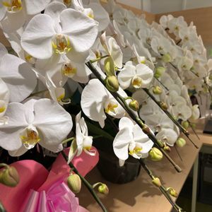 アジサイ,コチョウラン,コチョウラン,胡蝶蘭,デルフィ二ウムの画像