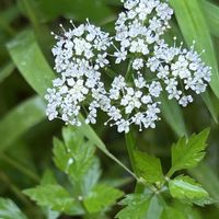 セリ,自生,地元の湿地の画像