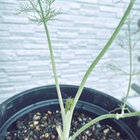 フェンネル,フェンネル,ハーブ,ベランダー,ベランダの画像