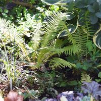 ギボウシ（ホスタ）,クサソテツ,セダム パリダム,アシリウム バーガンディレース,斑入りヤブラン  シルバードラゴンの画像