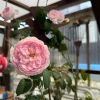 セルリア,ジャスミーナ,ピスタチオラズベリー氷,じんぱち,庭の画像