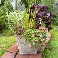 バロータ,クローバー　ティントワイン,オキザリス・トライアングラリス,クレマチス 篭口,アコルス 黄金の画像