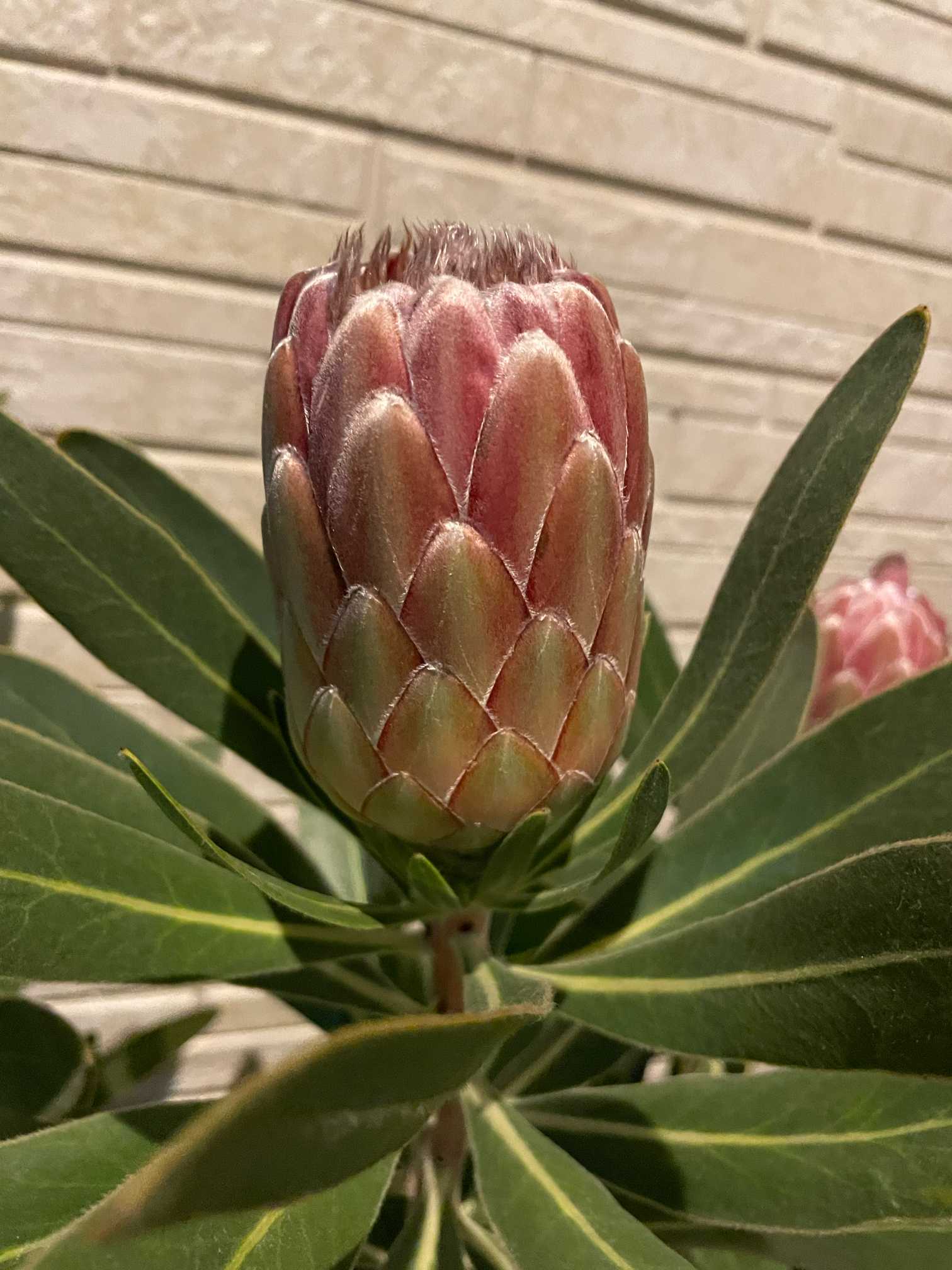 プロテア スペシャルピンクアイス 5 備忘録】プロテアピンクアイスを