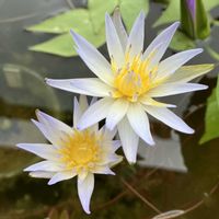 温帯スイレン,熱帯スイレン,熱帯睡蓮 ドウベン,温帯睡蓮 マニーサイアム,温帯睡蓮　グレッグズオレンジビューティーの画像