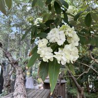ノリウツギ,ノリウツギ,白花,アジサイ科,東アジア原産の画像