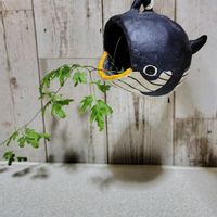 月下美人,ツルシノブ ,カニクサ（蟹草),お気に入り♡,HTCの画像