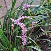 オーニソガラム,子持ち蘭,藪蘭(ヤブラン),ｵｰﾆｿｶﾞﾗﾑ,ｵｰﾆｿｶﾞﾗﾑの画像