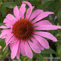 エキナセア,ムラサキバレンギク,エキナセア（ムラサキバレンギク／紫馬簾菊）,ピンクの花,今日の花の画像