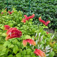 アップルミント,大豆,コエビソウ（ベロペロネ）,花のある暮らし,多様性を愛する会の画像