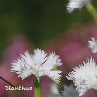 セキチク,ナデシコ,ナデシコ,山野草,白い花の画像