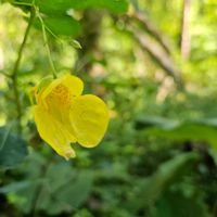 アケビ,キンミズヒキ,福島県,結婚記念日旅行,五色沼の画像
