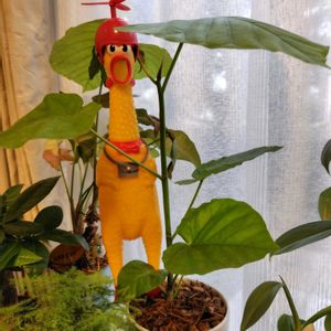 ウンベラータ,多肉植物,観葉植物,神奈川タニラー,こっそりにぃさんチキンの画像