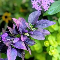 ペンタス,唐辛子,観賞用トウガラシ,観賞用トウガラシ・パープルフラッシュ,リシマキア オーレアの画像