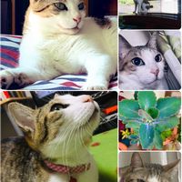 胡蝶の舞,保護猫みかんちゃん,台風の被害がありませんように。,世界の平和を祈る,穏やかな日常の画像