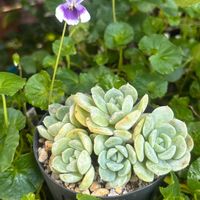 雅楽の舞,トップスプレンダー,パンダスミレ,胡蝶の舞錦,ピンクベルベットの画像