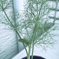 フェンネル,フェンネル,ハーブ,ベランダー,ベランダの画像