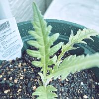 アーティチョーク,ハーブ,ベランダー,ベランダの画像