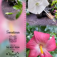 アマリリス,スノーフレーク,ハイビスカス,ハイビスカス,オオベンケイソウの画像