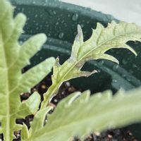 アーティチョーク,ハーブ,ベランダー,家庭菜園,ベランダの画像